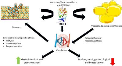 The Emerging Role of Intelectin-1 in Cancer